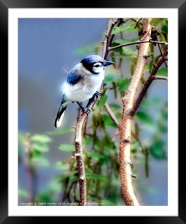 Baby Blue Jay Framed Mounted Print by Elaine Manley
