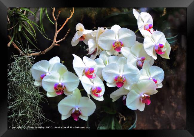 White Orchids flowers Framed Print by Elaine Manley