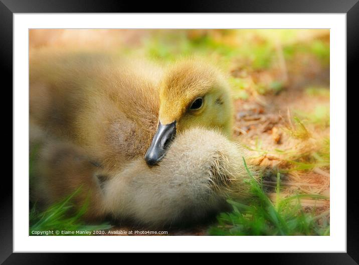 Sweet and Cuddly Framed Mounted Print by Elaine Manley