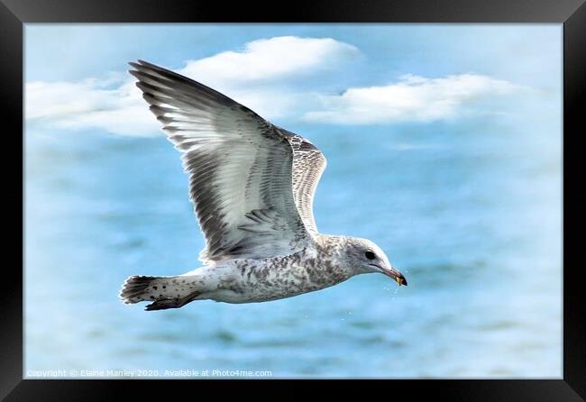 Gull in Flight Framed Print by Elaine Manley