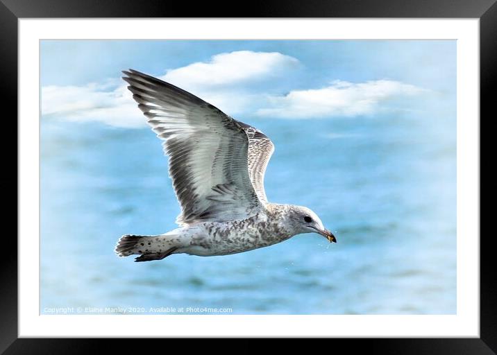 Gull in Flight Framed Mounted Print by Elaine Manley