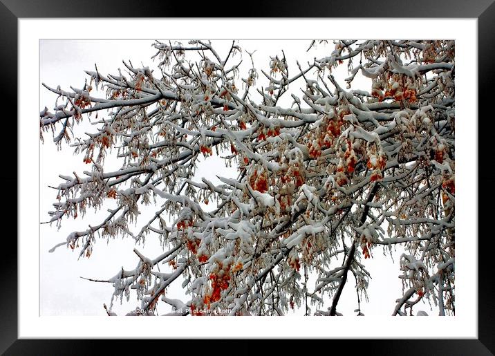 Snow Topped Tree with Berries Framed Mounted Print by Elaine Manley