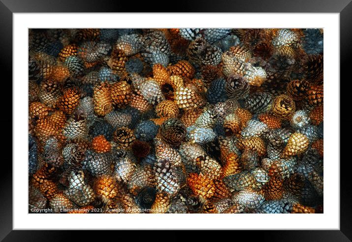 Pine Cones...  misc  Framed Mounted Print by Elaine Manley