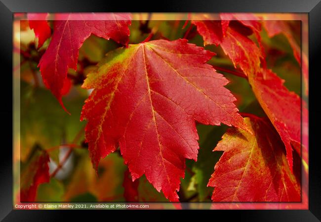  Red Maple Leaves  ...misc Framed Print by Elaine Manley