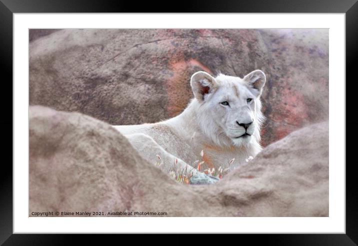 White Lion Framed Mounted Print by Elaine Manley