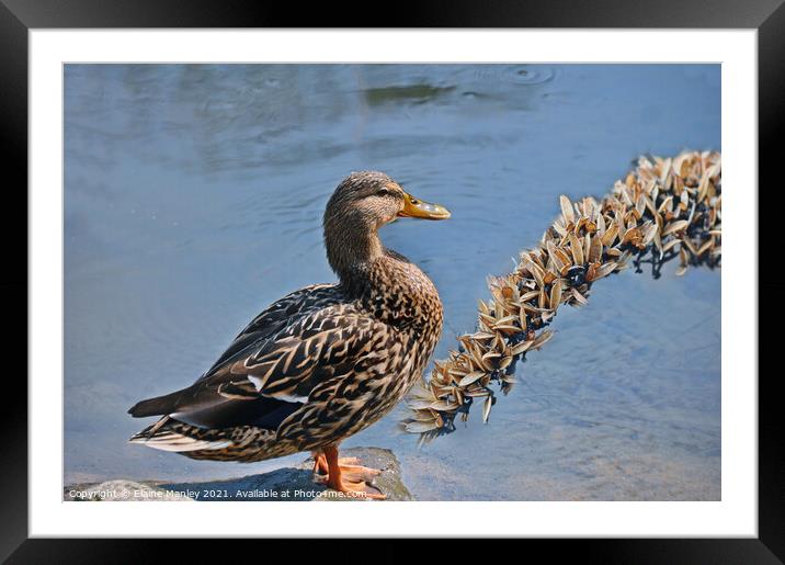 Female Mallard Duck  Framed Mounted Print by Elaine Manley