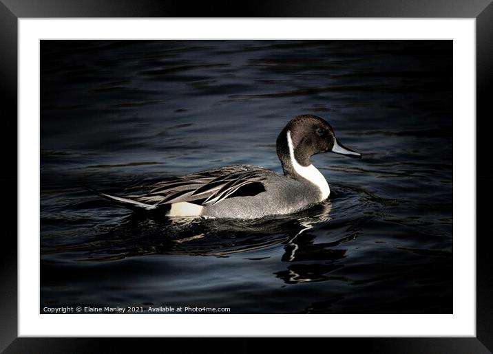 Northern Pintail Framed Mounted Print by Elaine Manley