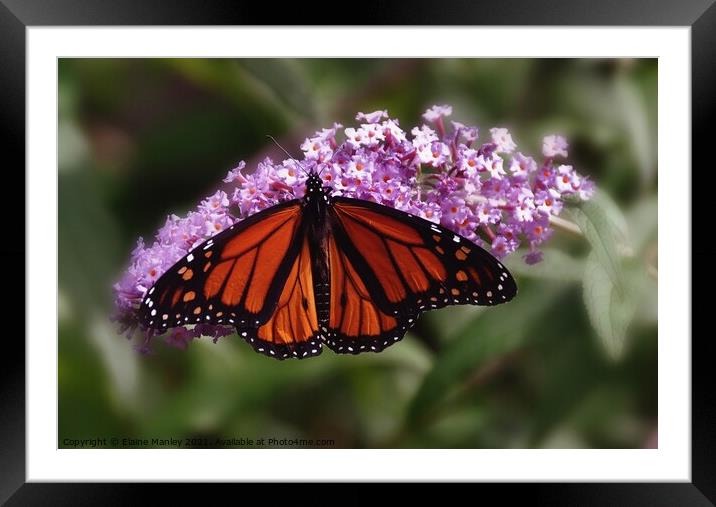 Monarch Butterfly Framed Mounted Print by Elaine Manley