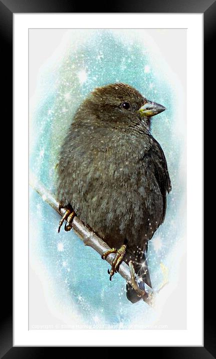 Little Sparrow in Winter Framed Mounted Print by Elaine Manley