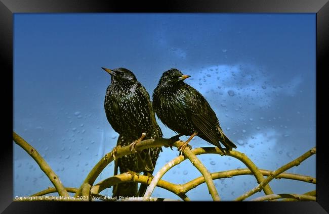 Starlings Framed Print by Elaine Manley