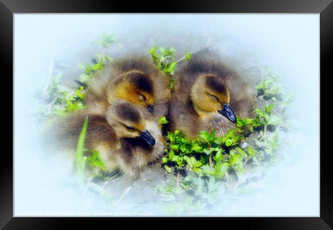 Spring Babies  Framed Print by Elaine Manley