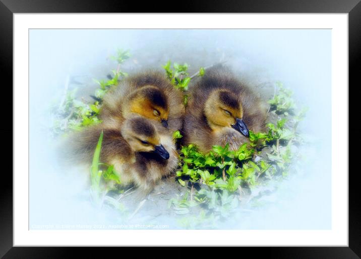 Spring Babies  Framed Mounted Print by Elaine Manley