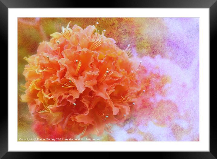  Orange Azalea   Framed Mounted Print by Elaine Manley