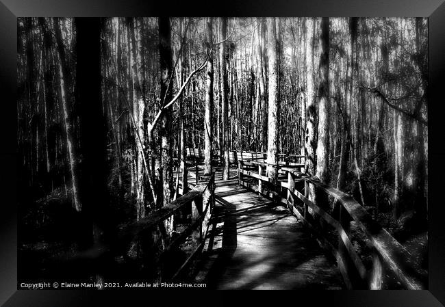 Corkscrew Sanctuary  2  Naples Florida Framed Print by Elaine Manley