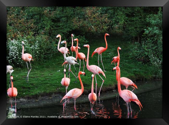 Garden of Flamingos Framed Print by Elaine Manley