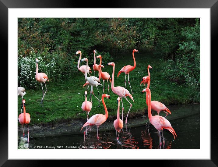 Garden of Flamingos Framed Mounted Print by Elaine Manley