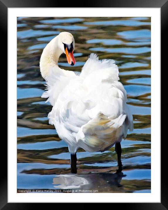 Fluffy Swan  Framed Mounted Print by Elaine Manley