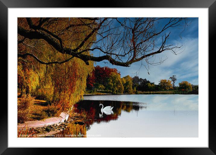 Autumn Swan  Framed Mounted Print by Elaine Manley