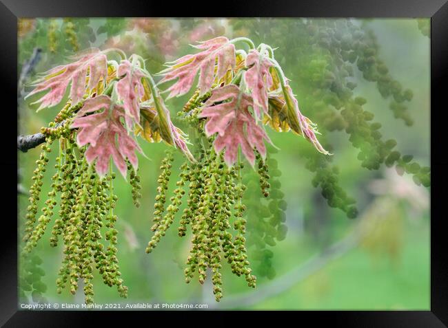  Spring Pink Oak Blossom Flower Framed Print by Elaine Manley