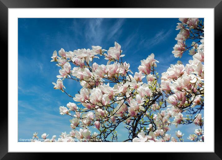  Spring Magnolia Flower Framed Mounted Print by Elaine Manley