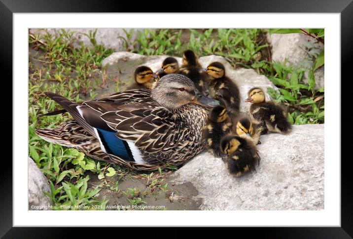  Happy Mom and her babies Framed Mounted Print by Elaine Manley