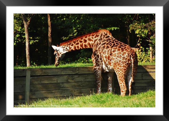 Whats over There  Framed Mounted Print by Elaine Manley