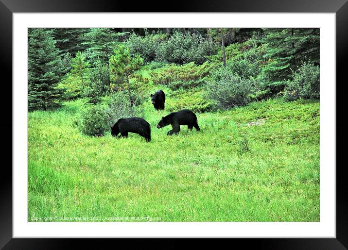 Black Bears in the Wild Framed Mounted Print by Elaine Manley