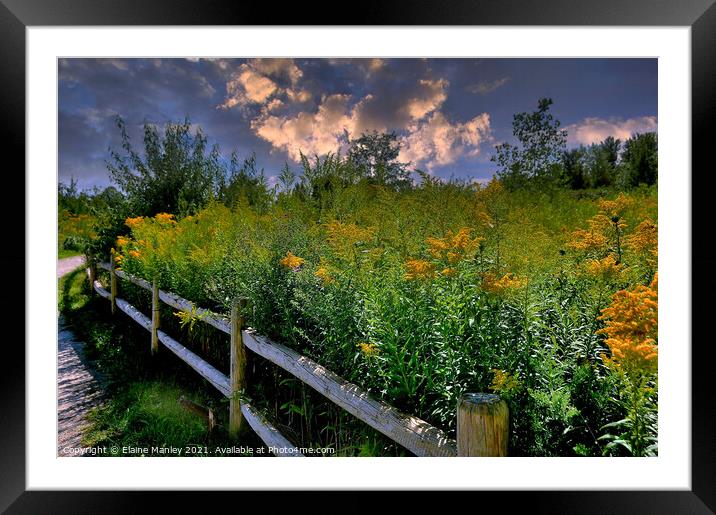Goldenrod Flower  Pathway Framed Mounted Print by Elaine Manley