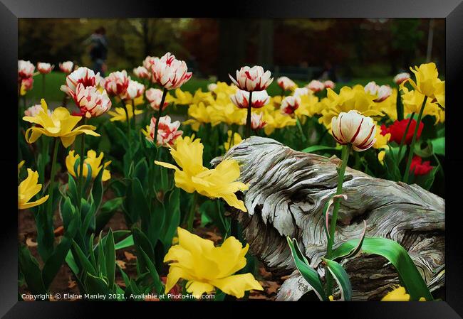  Spring Tulip Flower Garden Framed Print by Elaine Manley