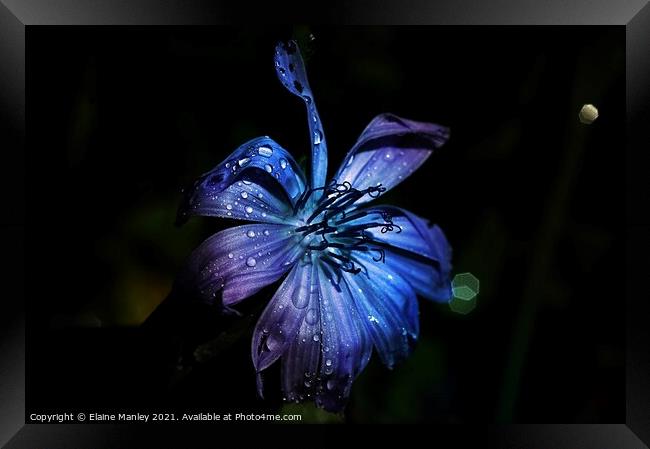 Wild flower in Blue Framed Print by Elaine Manley