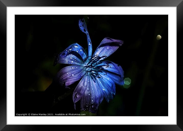 Wild flower in Blue Framed Mounted Print by Elaine Manley