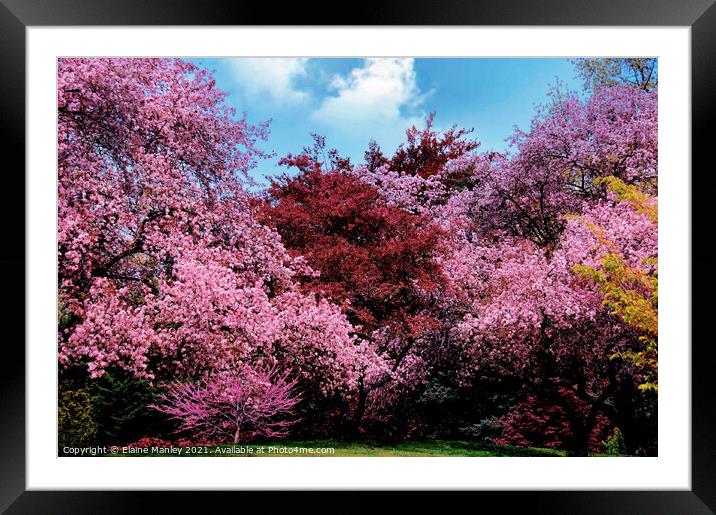 Spring Tree Blossoms  Framed Mounted Print by Elaine Manley