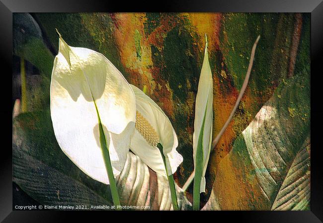 Peace Lily flower  Framed Print by Elaine Manley