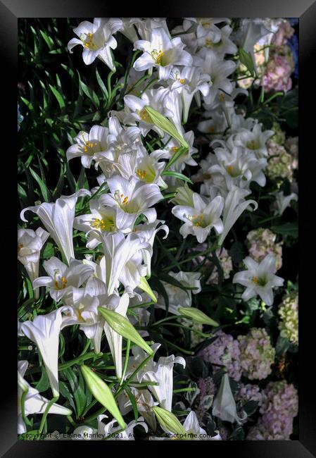 Easter Lillies  Framed Print by Elaine Manley