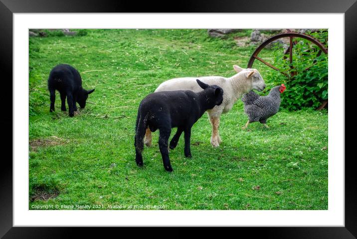 Spring Lambs and a Rooster Framed Mounted Print by Elaine Manley