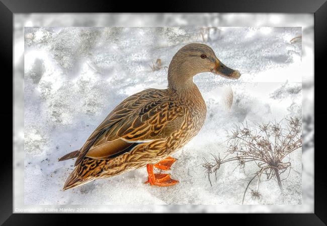 The Happy Duck  Framed Print by Elaine Manley