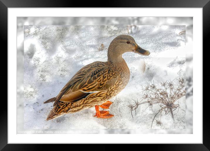 The Happy Duck  Framed Mounted Print by Elaine Manley