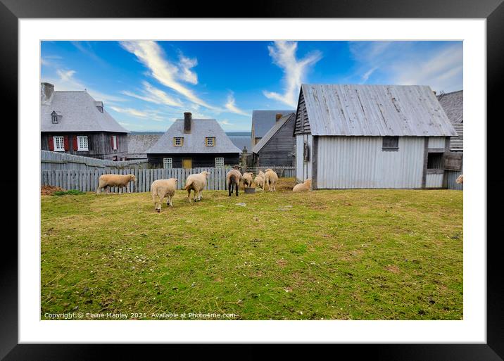 Sheep at Fortress of Louisbourg Framed Mounted Print by Elaine Manley