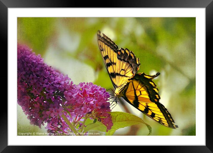Butterfly Legs  Framed Mounted Print by Elaine Manley
