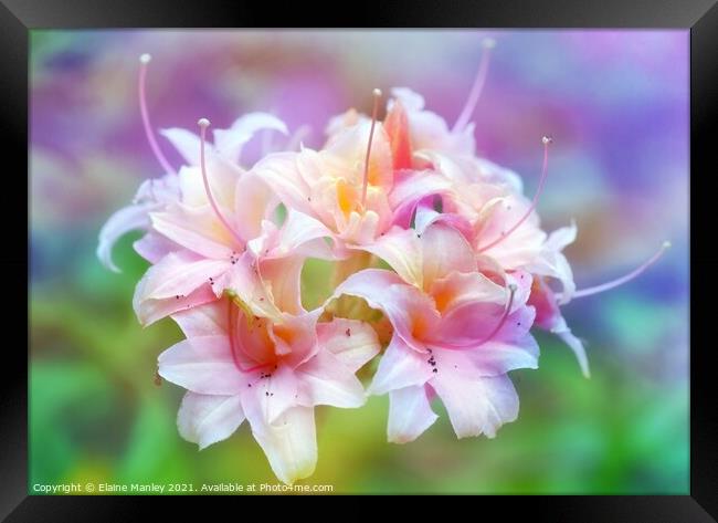     Flower   Pink Rhododrendron Framed Print by Elaine Manley