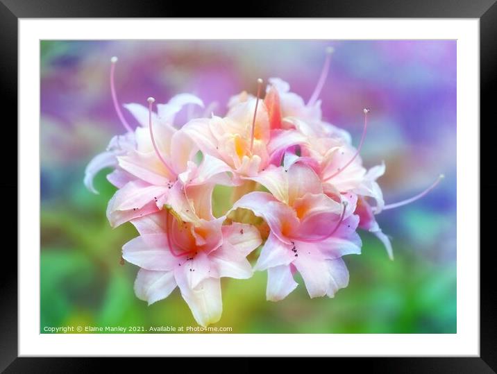     Flower   Pink Rhododrendron Framed Mounted Print by Elaine Manley