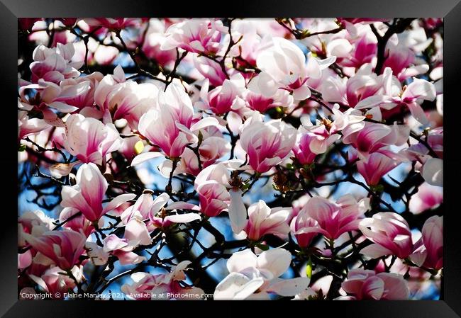 Flower  Magnolia Buds  Framed Print by Elaine Manley