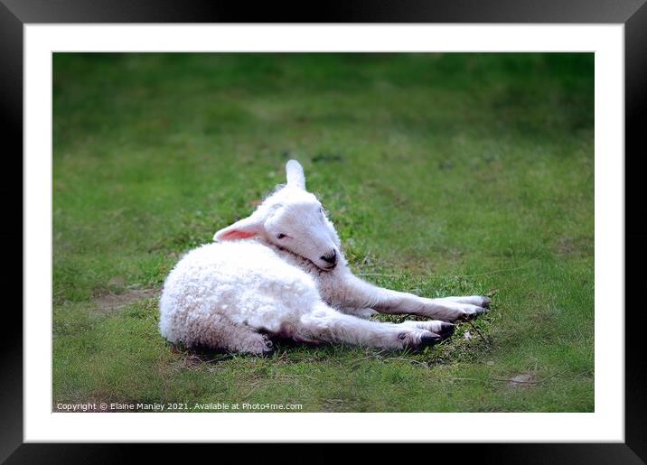   Animal    Spring Lamb Framed Mounted Print by Elaine Manley
