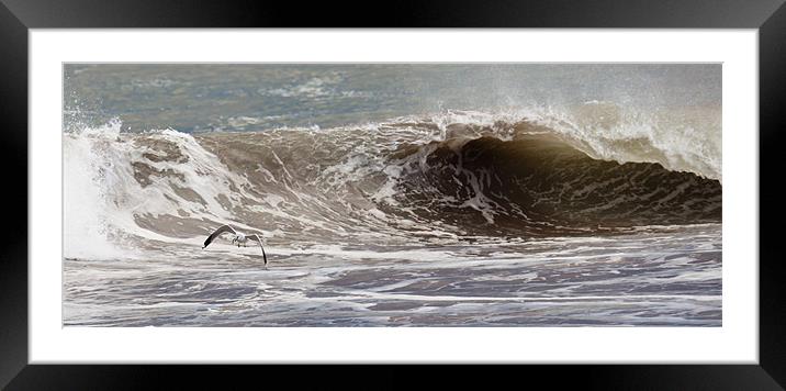 Sea Gull Catches Dinner Framed Mounted Print by Shane Murphy