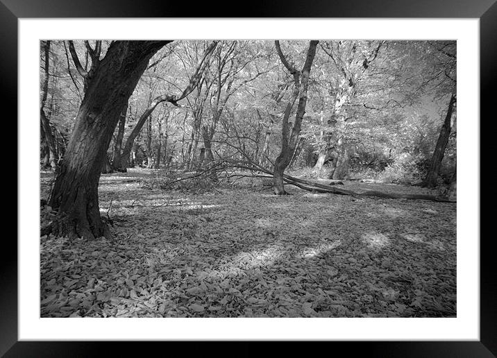 Infra Red Woods At Bentley Woods Framed Mounted Print by Jayesh Gudka