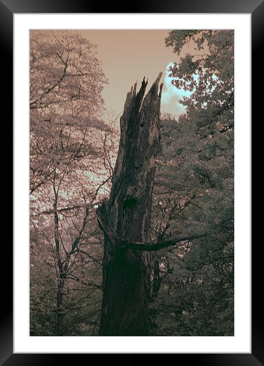 Tree with INFRA RED Colours Framed Mounted Print by Jayesh Gudka