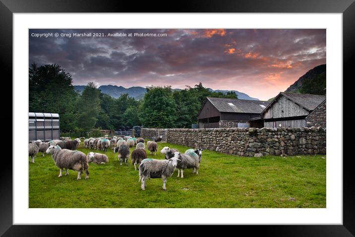 Sheep awaiting shearing Langdale Valley Lake District Framed Mounted Print by Greg Marshall