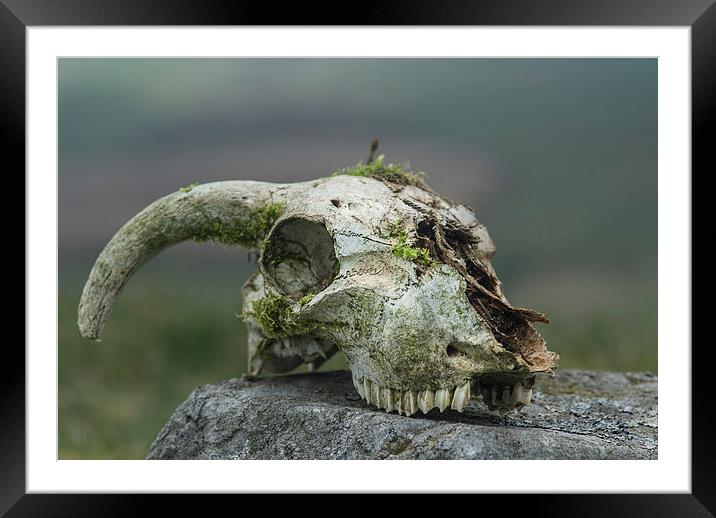 Sheeps skull Framed Mounted Print by Greg Marshall