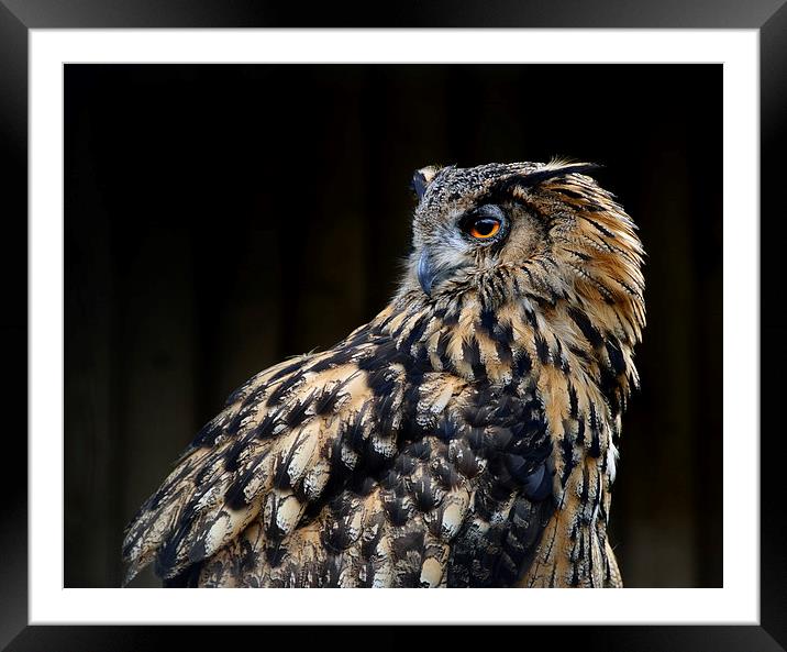 European Eagle Owl Framed Mounted Print by Greg Marshall