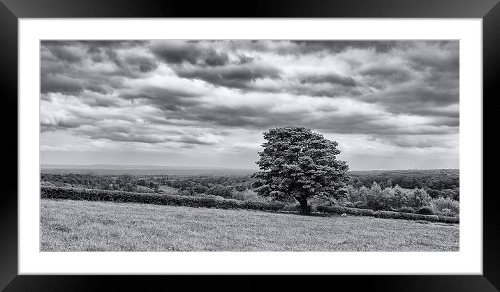 Oak Tree Richmond North Yorkshire Framed Mounted Print by Greg Marshall